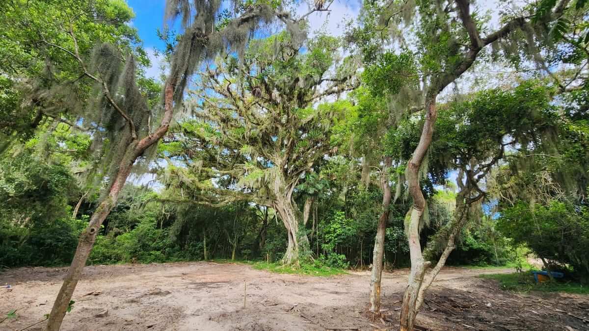 The centennial fig tree on the site, with a broad canopy and layered branches reaching outward.
